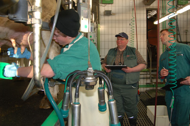 Praktische Prüfung beim Melkwettbewerb